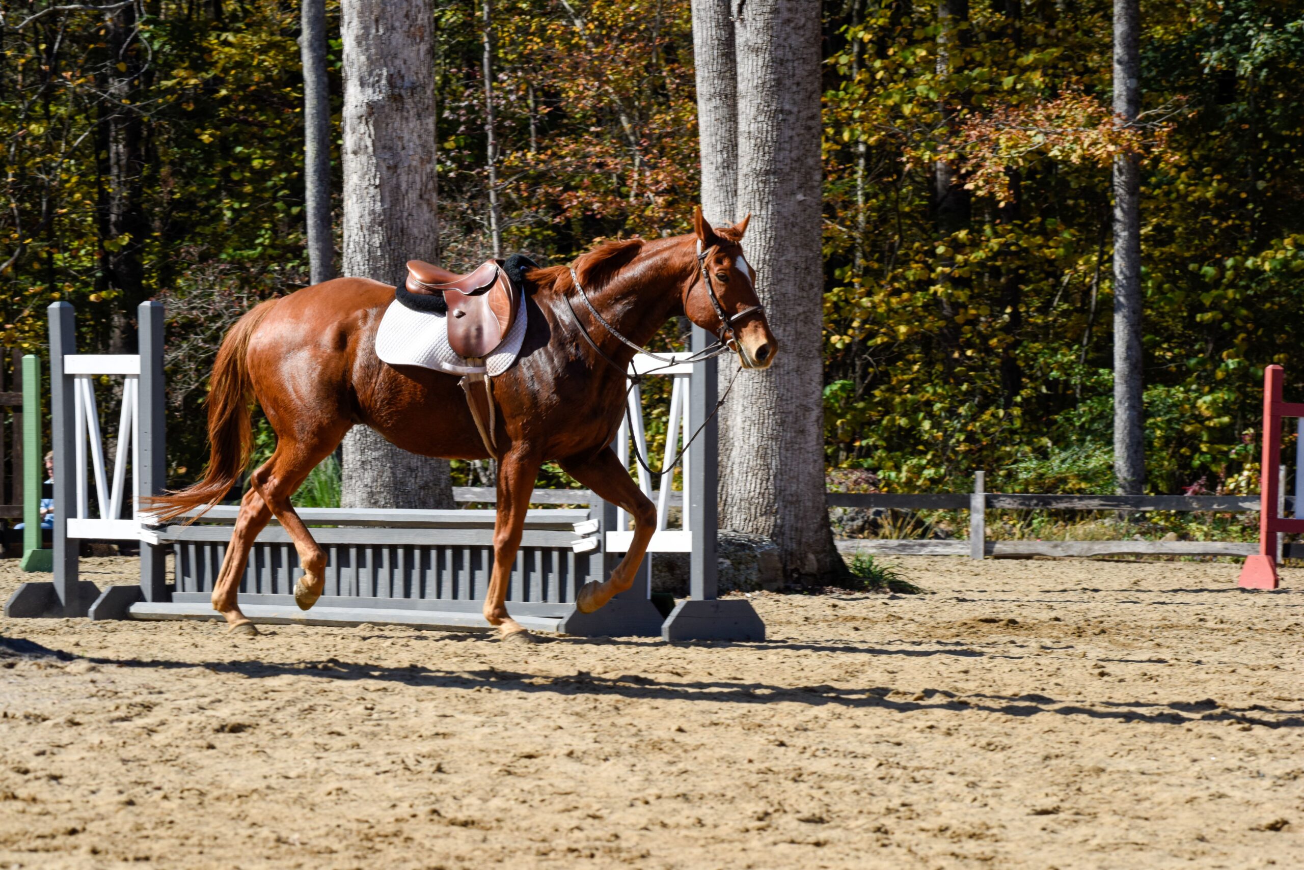 Chestnut horse trotting freely in an arena, showing posture and gait elements important when evaluating Hunter Jumper Horses for sale