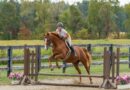 Rider jumping a chestnut horse over a low fence in an outdoor arena