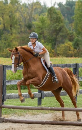 Rider jumping a chestnut horse over a low fence in an outdoor arena