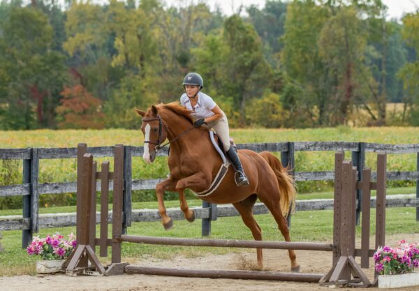 Rider jumping a chestnut horse over a low fence in an outdoor arena