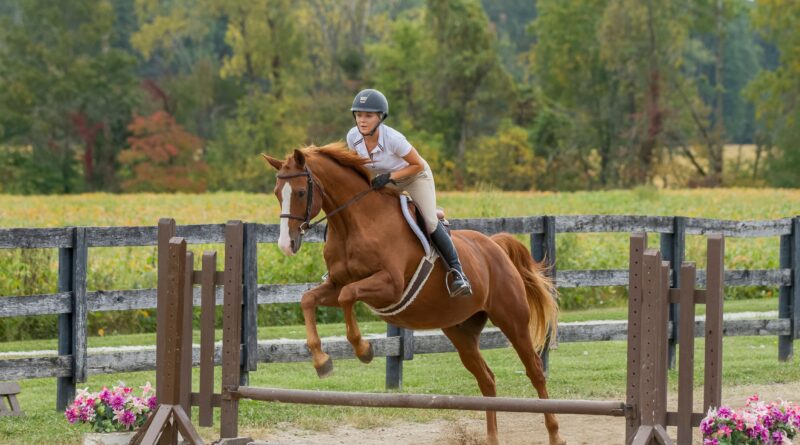 Rider jumping a chestnut horse over a low fence in an outdoor arena
